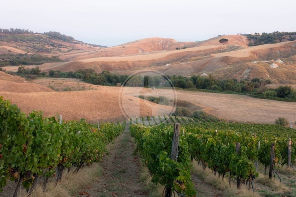 Cantine Lavorata - Vigneti