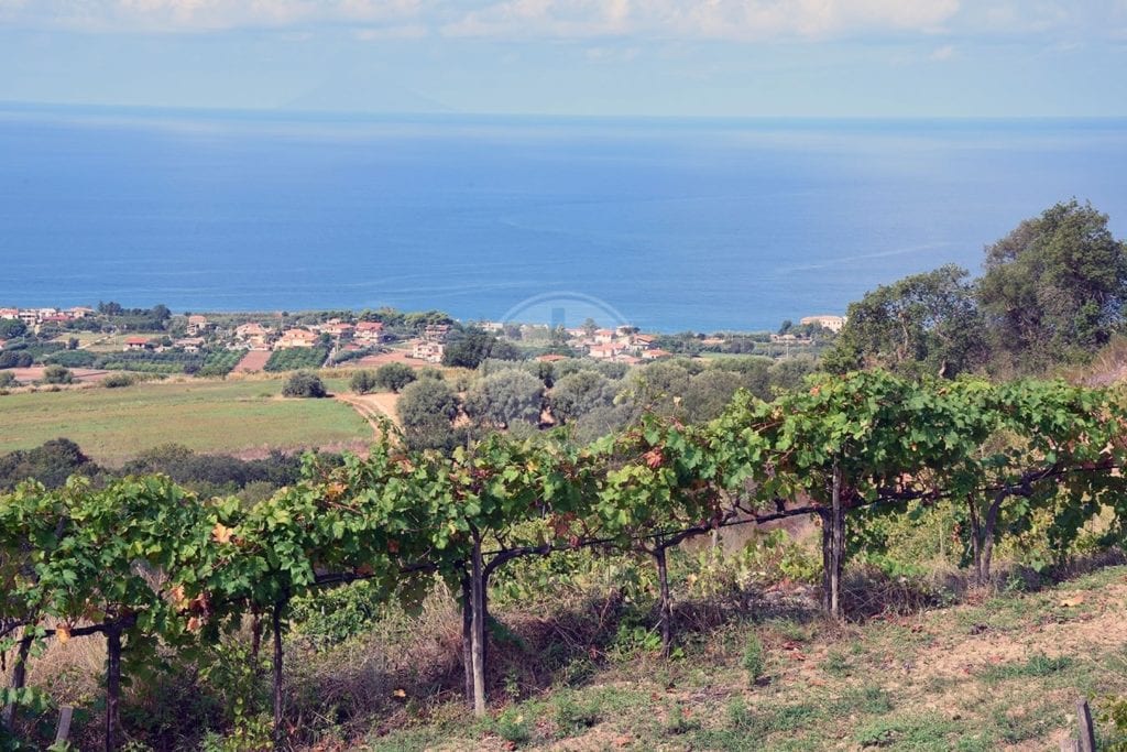 Cantine Rombola - Vigneti