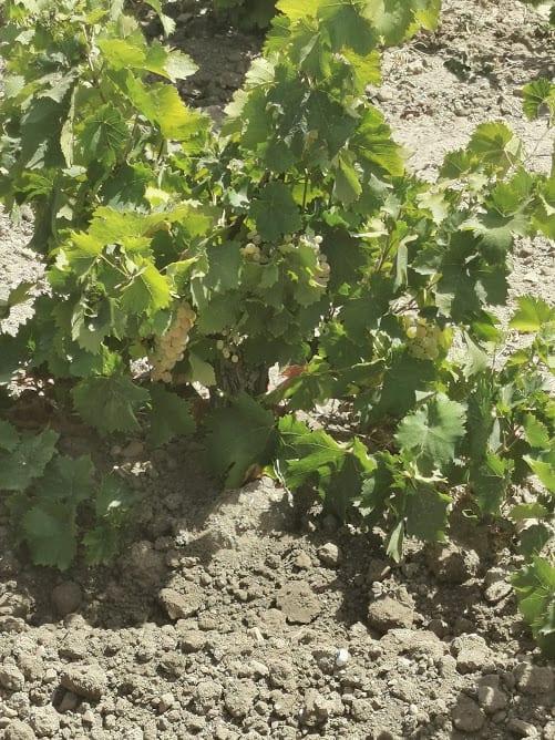 Vigneti presenti sull'isola di Mozia