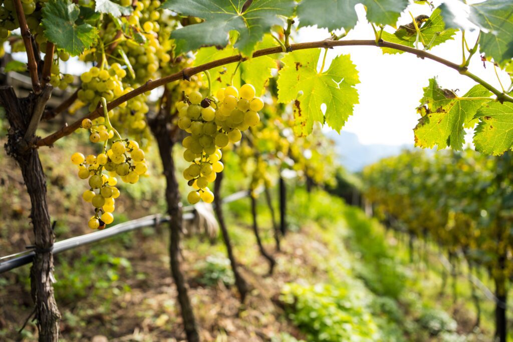 vigneti sulla strada del vino dell'alto adige in provincia di Bolzano