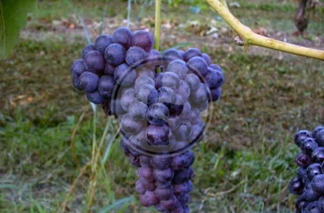 brachetto