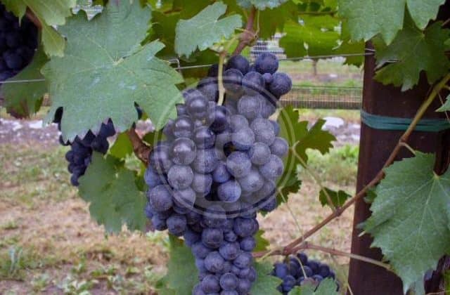 carmenere