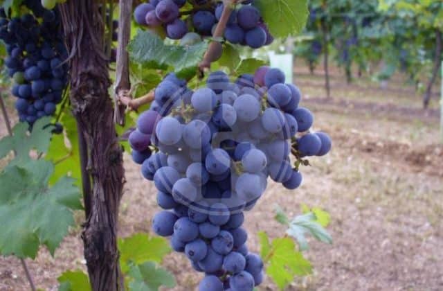 gamba rossa
