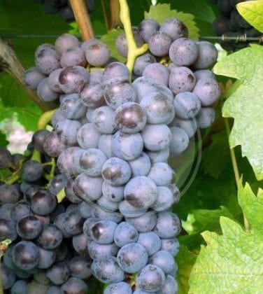 grignolino