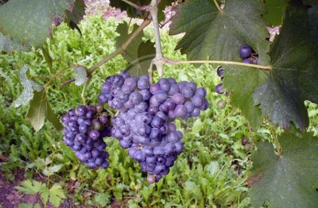 lambrusca di alessandria