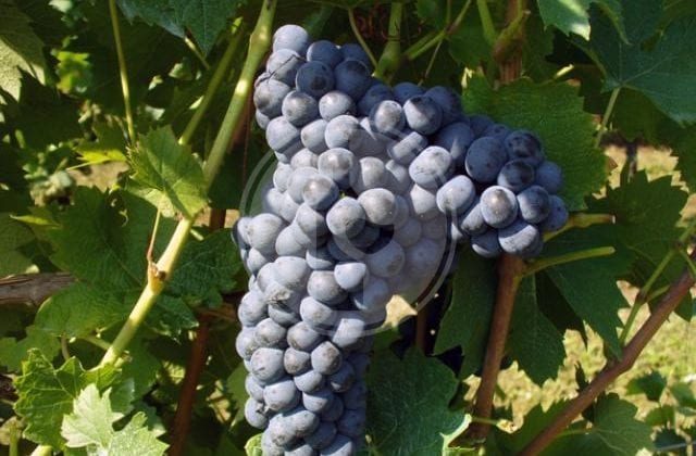 malvasia di casorzo
