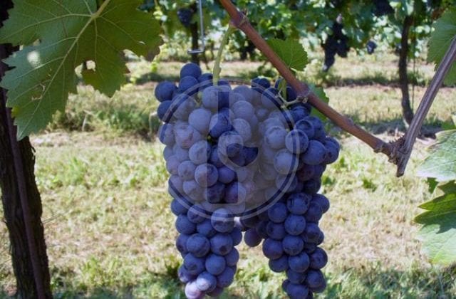 malvasia di schierano