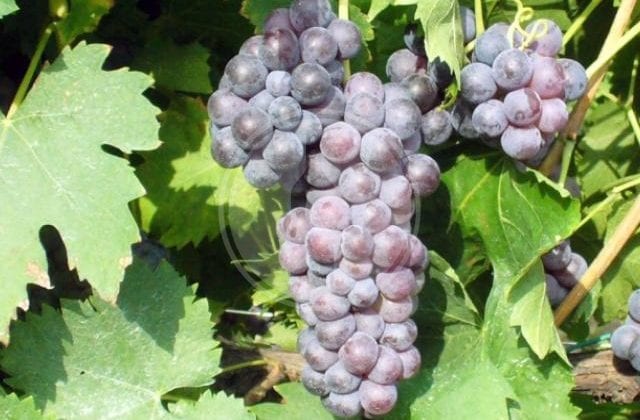 malvasia nera lunga