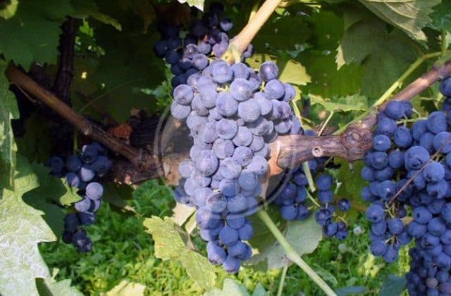 marsigliana nera