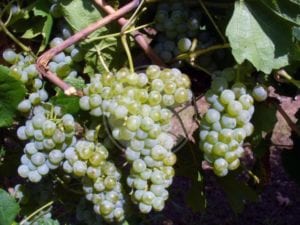 petite arvine